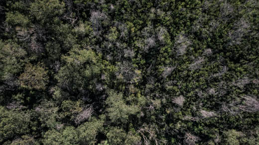 imagem 6, local: Castilho-SP. Imagem aérea, a câmera aponta para baixo. Na imagem, muitas árvores são vistas de cima, elas são altas e ocupam todo o quadro, metade delas estão secas e sem folhagem. As árvores secas tem um tom acinzentado, seus galhos estão retorcidos e existe um espaço grande entre elas, o solo é verde formado por pequenas plantas. No lado esquerdo do quadro aparecem algumas árvores verdes com a copa revestida de folhas. As árvores sem folhas projetam uma sombra fina de cima para baixo, criando linhas pretas na cena.