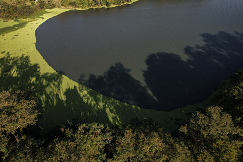 imagem 8, local: Castilho-SP. Imagem aérea, a câmera aponta diagonalmente para baixo. Na imagem aparece um braço do rio Paraná, é um trecho de água que se projeta para fora do corpo do rio. Na parte de baixo do quadro vemos árvores altas que projetam sua sombra nas águas. No lado esquerdo, onde termina o braço do rio, um aglomerado de plantas aquáticas flutuantes formam um semicírculo. O semicírculo parte do meio da parte superior do quadro e vai até o meio do lado esquerdo do quadro. As plantas aquáticas tem um tom verde claro e luminoso, o rio é escuro.