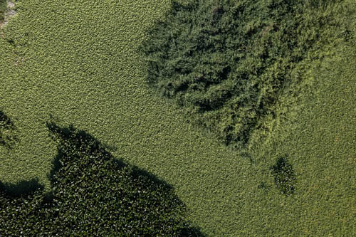 imagem 5, local: Castilho-SP. Imagem aérea, a câmera aponta para baixo, o drone está a 30 metros de altura. Na imagem vemos três espécies de plantas aquáticas, elas estão na superfície da água e ocupam todo o quadro. O sol ilumina a cena, as plantas se diferenciam pelas cores e texturas, todas em tons de verde.