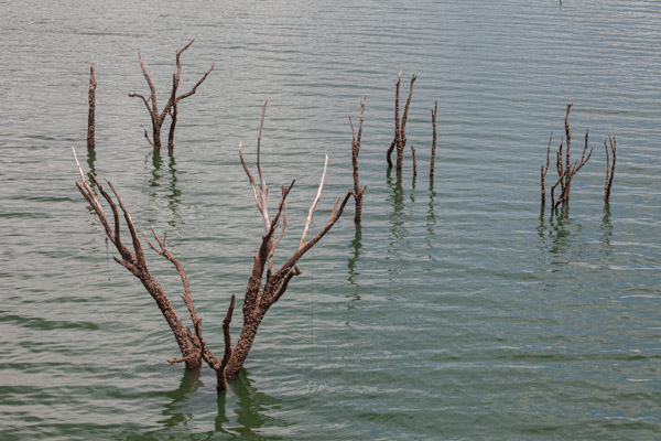 imagem 30, local: Três Fronteiras-SP. A câmera aponta diagonalmente para baixo, a foto foi tirada de cima de uma ponte com lente de aproximação. Na imagem vemos o rio Paraná e ganhos secos de árvores parcialmente submersas, no primeiro plano a esquerda, vemos um conjunto maior de galhos em forma de vê, eles apontam para cima, e mais atrás, vemos outros galhos menores. A água é verde e reflete o céu nublado.