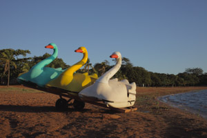 imagem 29, local: Ilha Solteira-SP. Imagem fotográfica, a câmera aponta para frente. Na imagem vemos três pedalinhos em formato de Cisne sobre uma carreta de transporte, ao fundo vemos coqueiros e árvores, no lado direito um pedaço do rio Paraná. O sol de fim de tarde ilumina os pedalinhos da direita para a esquerda, a luz é amarela. Os Pedalinhos são nas cores, da direita para esquerda: branco, amarelo e azul claro, os bicos dos cisnes são na cor laranja.