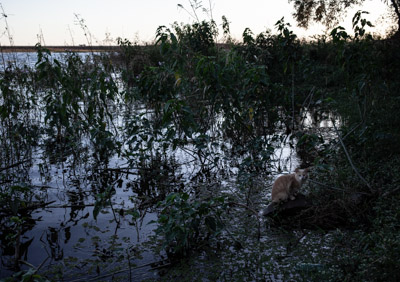 imagem 35, local: Ilha Solteira-SP. Na imagem vemos um gato sentado em uma pedra às margens do rio Paraná. Acima, uma faixa branca de céu. Plantas aquáticas e arbustos preenchem o resto da cena. O rio reflete as plantas e o céu azul de fim de tarde. O gato está no lado direito do quadro sentado em uma pedra que está dentro da água. Ele olha para a câmera, sua cor predominante é o marrom claro, seu focinho é branco. O sol está se pondo e a luz ilumina de trás para frente, criando um efeito de contra luz, onde o fundo da imagem é mais claro do que o primeiro plano. A imagem é escura.