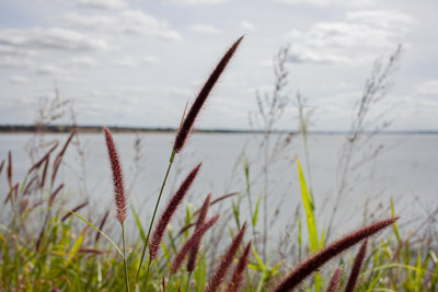 imagem 14, local: Selvíria-MS. A câmera aponta para frente. Na imagem vemos no primeiro plano plantas de folhas verdes e flores vermelho escuro, no segundo plano o rio Paraná. Essa planta é uma espécie de capim que nasceu na beira da estrada em paralelo a ponte. A flor tem o formato cilíndrico extremamente fino e possui uma pelugem, cresce a partir da ponta do ramo e aponta para cima. O céu está encoberto por nuvens e levemente azul, o horizonte está desfocado, vemos apenas uma linha escura que divide o quadro ao meio.