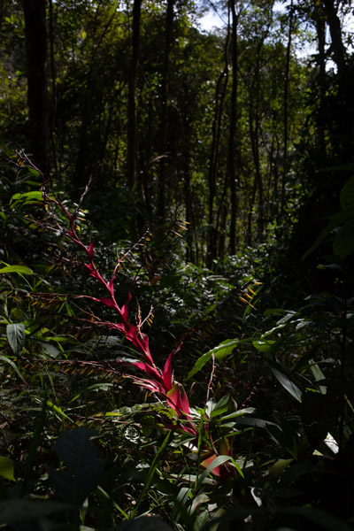 Imagem 31, local: Parque Estadual Nascentes do Paranapanema, Capão Bonito-SP. Imagem fotográfica, a câmera aponta para frente. No primeiro plano temos um ramo de planta na cor vermelha, ao fundo uma mata densa com vários tons de verde, espécies típicas da mata atlântica. A planta mede aproximadamente um metro e vinte de altura, seu galho cresce para cima e é coberto por folhas vermelhas. De dentro dessa folha sai um caule com pequenas folhas na cor verde.