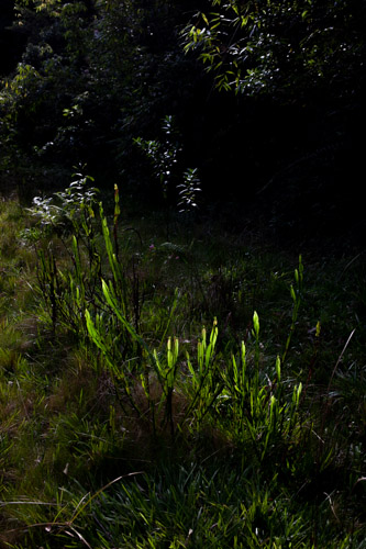 imagem 6, local: Parque Estadual Nascentes do Paranapanema, Capão Bonito-SP. imagem fotográfica, a câmera aponta diagonalmente para baixo. No primeiro plano vemos uma planta de folhas verdes finas e compridas, elas apontam para cima. O sol as ilumina por de traz, destacando-as do contexto. As folhas tem textura lisa e translúcida, a luz do sol aumenta o seu brilho. No segundo plano, a mata é escura, quase preta, apenas algumas folhas estão iluminadas pelo sol.