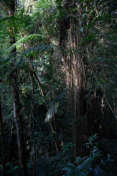 Imagem 12, local: Parque Estadual Nascentes do Paranapanema, Capão Bonito-SP. Imagem fotográfica na vertical, a câmera aponta para frente. Na imagem aparece a mata fechada e os raios solares iluminando parte das folhas e galhos. No primeiro plano temos vegetação baixa de plantas e folhas, no segundo plano, no lado esquerdo, destaca-se o tronco de uma árvore parcialmente iluminada na parte superior. Do lado direto do quadro vemos uma árvore encoberta por cipós finos que envolvem a árvore de cima a baixo.