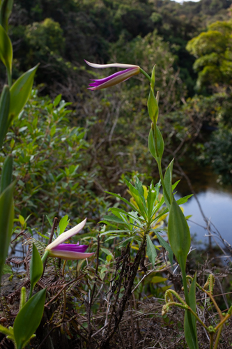 Imagem 35, local: Parque Estadual Nascentes do Paranapanema, Capão Bonito-SP. Imagem fotográfica, a câmera aponta para frente. Na imagem vemos duas orquídeas, o rio e a mata. As Orquídeas tem um padrão diferente das mais conhecidas, essa espécie é típica dessa região. As pétalas da flor são finas, compridas e apontam para frente. No interior da flor tem um folha no tom magenta. Elas são de tamanhos diferentes, uma está no canto superior direito e a outra no canto inferior esquerdo. As folhas são verdes, estão bem conectadas ao galho e crescem para cima.