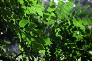 Imagem 19, local: Parque Estadual Nascentes do Paranapanema, Capão Bonito-SP. Imagem fotográfica, a câmera aponta para cima. Vemos folhas verdes e galhos iluminados pela luz do sol. As cores são vivas e variam entre o verde claro e o verde escuro quase preto. As folhas são translúcidas, a luz do sol realça as texturas e as cores.