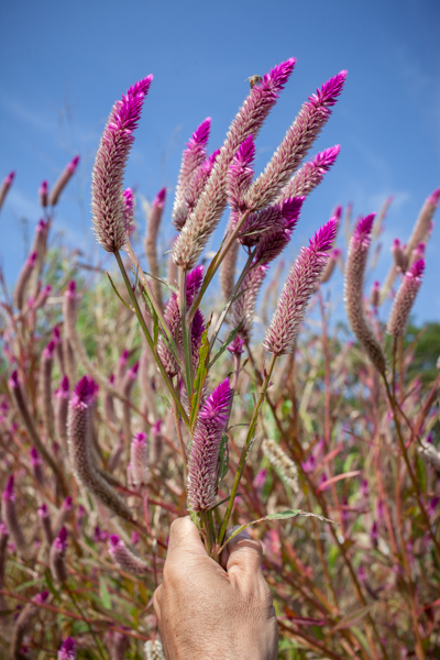 Imagem 41, local: Santa Mariana-PR. No primeiro plano vemos a mão do fotógrafo segurando um ramo com flores na cor magenta, o fundo é preenchido com outras flores deste mesmo arbusto, o céu é azul. As flores apontam para cima, seu formato é cilíndrico, a estrutura é formada por micro pétalas, na ponta o formato é de cone, magenta é cor predominante, o tamanho varia de 7 a 12 centímetros. Em cima de uma das flores aparece uma abelha na cor preta com faixas laranja. O dia é de sol.