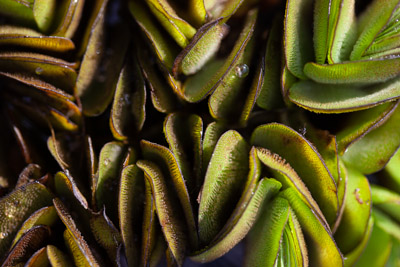 Imagem 18, local: Paranapanema-SP. Imagem fotográfica, a câmera está a uma altura de aproximadamente 30 centímetros do chão e aponta para baixo, a lente usada é uma lente macro, que possibilita fotografar coisas muito pequenas e bem próximas da lente. O que vemos é uma imagem macro de uma espécie de planta aquática flutuante chamada salvínia, o formato de sua folha é arredondado e são unidas nas extremidades que ficam submersas na água.