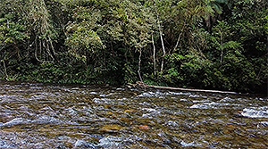 Imagem 8, local: Parque Estadual Nascentes do Paranapanema, Capão Bonito-SP. Paisagem sonora 1. O autor chama de paisagem sonora a inserção de áudio nas imagens de paisagem. Imagem estática de video, a câmera aponta para o horizonte, a duração do video é de 38 segundos. No primeiro plano vemos o rio, do outro lado da margem, a mata. Nesse ponto, o rio é raso e estreito, é possível ver o fundo e as pedras que formam o seu leito, a água é cristalina. A água corre da esquerda para a direita, que em contato com as pedras gera uma espuma branca que se desfaz logo em seguida. O som do video nasce desse atrito da água com as pedras.