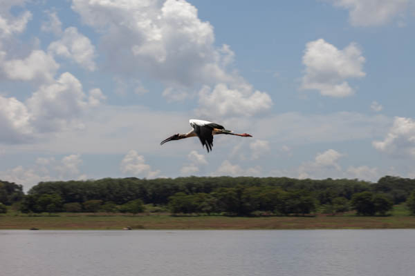 Imagem 25, local: Cardoso-SP.  Imagem fotográfica, a câmera aponta para frente. A fotografia mostra um pássaro de perfil voando no centro da imagem. Ele voa da direita para a esquerda. O céu aparece azul com nuvens espalhadas, abaixo do pássaro o rio, do outro lado da margem uma mata. Esse pássaro é da espécie das garças, são aves aquáticas de pernas, pescoço e bico longos; suas asas podem chegar a um metro e meio de envergadura. Suas penas são brancas e as pontas das asas são pretas.