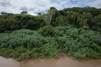 Imagem 28, local: Colômbia-SP. Imagem aérea, a câmera aponta para frente. O drone está baixo e próximo da margem. Na imagem vemos a mata às margens do rio Grande, o céu está azul e encoberto por nuvens. A água do rio é marrom avermelhada. No centro da imagem uma árvore se destaca, ela possui poucas folhas, os galhos são brancos e apontam para cima. Ao redor há várias espécies de árvores e arbustos com diferentes tons de verde.