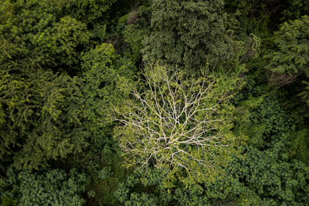 Imagem 38, local: Colômbia-SP. Imagem aérea, a câmera aponta para baixo. A fotografia mostra a copa de uma árvore vista de cima. Ela não possui folhas e seus galhos são quase brancos. A árvore possui formato arredondado, de cada galho maior se ramificam outros galhos menores, formando linhas brancas que se espalham por toda a copa. Ao redor, aparecem outras árvores, arbustos e plantas, com diferentes tons de verde.