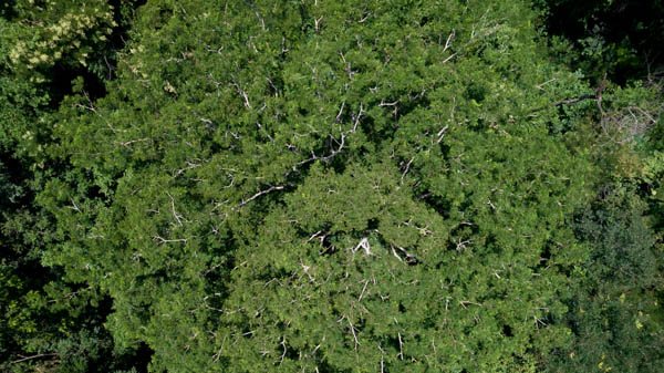 imagem 4, local: Icém-SP. Imagem aérea, a câmera aponta para baixo. A fotografia mostra a copa de uma árvore vista de cima. Suas folhas são verdes, seus galhos são quase brancos. A árvore possui um formato arredondado, seus galhos se ramificam e se multiplicam, formando linhas brancas que se espalham. Ao redor aparecem outras árvores, arbustos e plantas, com diferentes tons de verde.