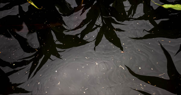 imagem 47, local: Iturama-MG. Imagem fotográfica, a câmera aponta para baixo. Foto tirada de dentro de um barco de pesca. A fotografia mostra sombras de plantas aquáticas projetadas na água. A água é escura e reflete o brilho fraco do sol. Na superfície da água vemos o reflexo escuro de folhas estreitas e compridas. Duas folhas verdes aparecem no quadro: uma está na lateral superior direita e outra na parte superior esquerda. Vários pontos brancos são vistos em contraste com a água escura, são restos de plantas que refletem a luz.