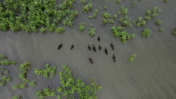 imagem 5, local: Mesópolis-SP. Imagem aérea, a câmera aponta para baixo. O formato da imagem é retangular. Dez patos de cor preta e bico branco nadam no rio em meio a vegetação de plantas aquáticas flutuantes. A água é escura, os patos estão agrupados e seguem em direção ao topo da imagem.