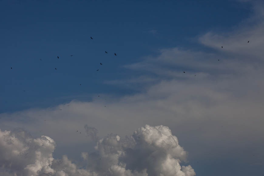 Imagem 19, local: Mesópolis-SP. A câmera aponta para o céu. Na imagem vemos aproximadamente 30 urubus, o céu está azul com grandes nuvens brancas na parte inferior esquerda da imagem e nuvens grandes e homogêneas ao fundo. Todos os urubus aparecem muito pequenos, alguns mais próximos outros bem distantes. Eles estão planando de asas abertas, cada um voa numa direção e inclinação diferentes.